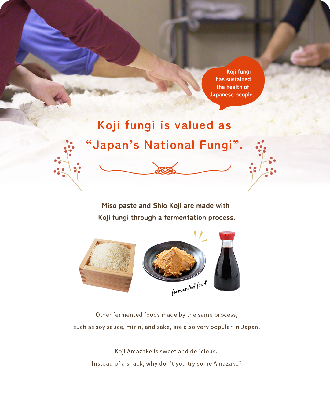 Koji fungi is valued as
“Japan’s National Fungi”.